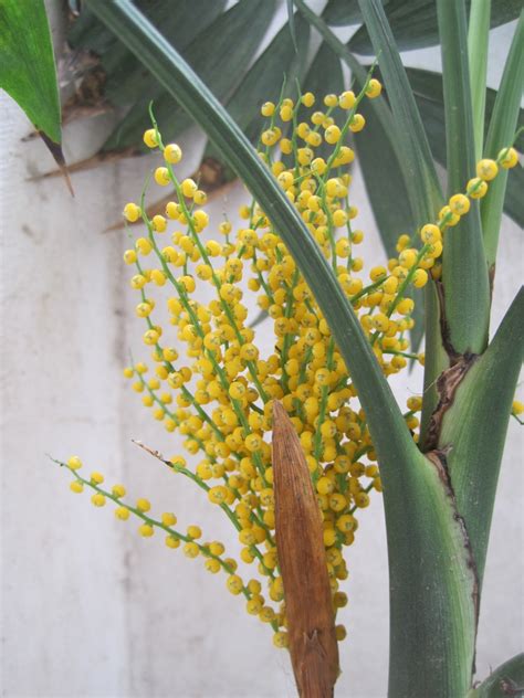 椰子開花|袖珍椰子